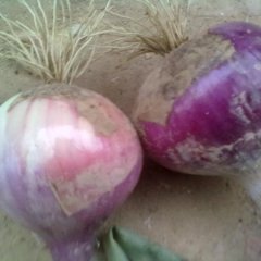 常年供应洋葱、西瓜（个大、质优）