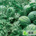 保定清苑南王庄北河庄西瓜基地