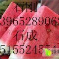 安徽固镇石湖西瓜市场，热销京欣