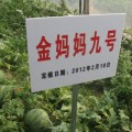 南王庄西瓜上市火爆预定中！