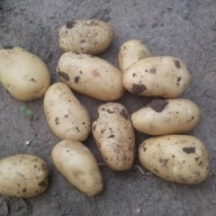 山东昌邑荷兰十五土豆欢迎合作