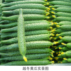 山东莘县黄瓜 量大 我是代办王现宾