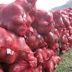 潍坊昌乐县红河镇红皮圆葱产地