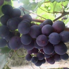 青岛产大棚巨峰 藤稔 弗雷葡萄