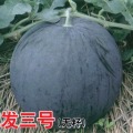 河南省开封市无籽西瓜（农发三号）