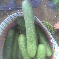 泰诚集团引进新品种黑、甜仙子冬瓜