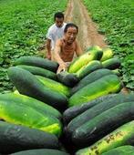 黑皮冬瓜、瓜大、肉厚、质量好