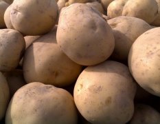 甘肃定西土豆代办：品种全，7月上市