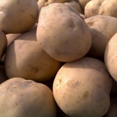 甘肃定西土豆代办：品种全，7月上市