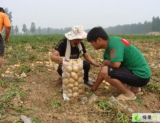 河南通许十万亩土豆大量上市先0.25-0.35