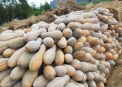 5月南宁大量密本南瓜上市，代办