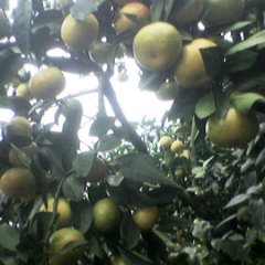 赣南密桔之乡特早密桔上市