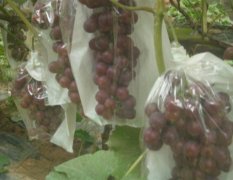 安徽砀山县大棚种植夏黑葡萄