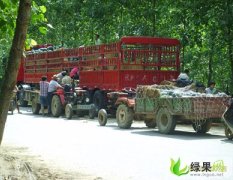 河南扶沟志德瓜行西瓜种植批发基地