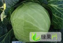 河北省保定市清苑县王盼柱：希望圆白菜