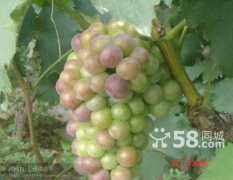 山东单县葡萄种植基地，每年六月底七月初上市