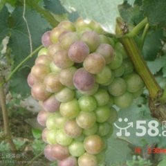 山东单县葡萄种植基地，每年六月底七月初上市