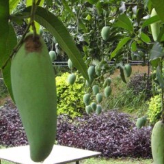 广西武鸣芒果现已大量上市