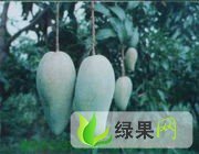 广西武鸣金煌芒：城厢镇武鸣老黄