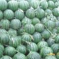 山东昌乐大田西瓜6月开始上市啦！！