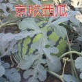 山东寒亭千亩西瓜大量上市