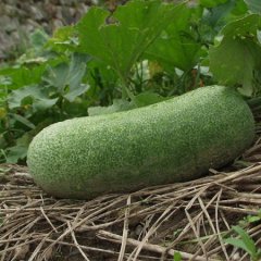 开封市通许县一串铃 黑炮弹冬瓜