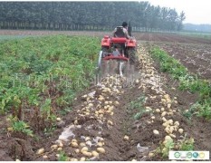 万亩土豆喜获丰收早大白、中薯、荷兰系列
