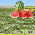 石子缝中长出的奇迹—宁夏中卫硒砂瓜