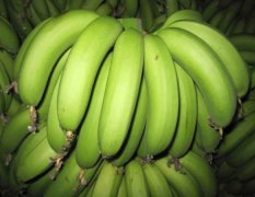 海南绿色原生态无污染自己家的香蕉