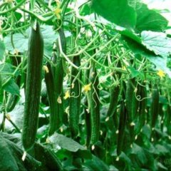 黄瓜、茄子、芸豆、西葫芦、青辣椒莘县代办