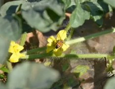 西瓜核心种植技术（汇总版）