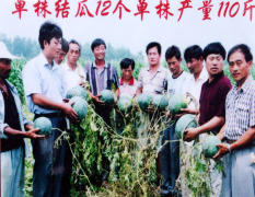 西瓜嫁接稀植懒汉栽培