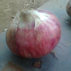 河南汝州洋葱、白菜、萝卜、包菜、茄瓜等蔬菜