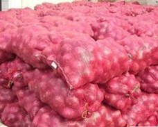 山东潍坊多年代购洋葱 孙伟杰