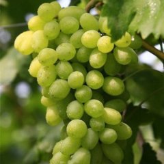 大量供应优质葡萄！长期合作