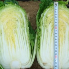 甘肃省永昌县优质娃娃菜