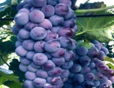 大量《巨峰》葡萄等其它品种 即将上市