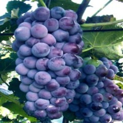 大量《巨峰》葡萄等其它品种 即将上市