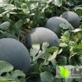 湖北钟祥黑美人西瓜产地供应量大