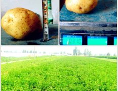 千亩土豆/马铃薯（早大白为主）新鲜上市(6到8月）