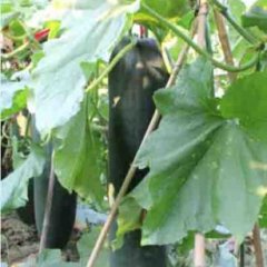 清远有10-200万市斤的黑皮冬瓜销售