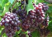 代收出售各种葡萄