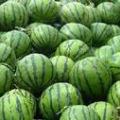 河南省开封县范村大量供应西瓜