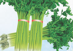 滨州博兴县2580亩芹菜价格优惠