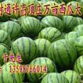 河南开封通许高顶庄万亩西瓜大市场现已上市