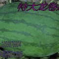 开封通许县高顶庄西瓜万亩大市场