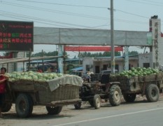 河南开封西瓜批发大市场