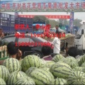开封西瓜甲天下，目前已经上市，欢迎瓜商购买