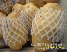 中国马铃薯之乡--山东滕州马铃薯