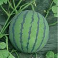 大量供应8424西瓜代办刘风雷